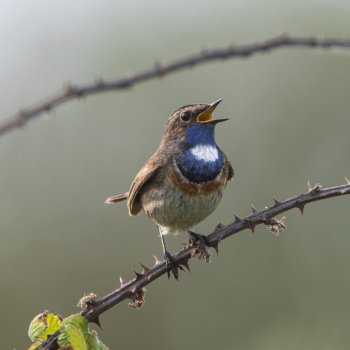 Chevêches d'Athéna