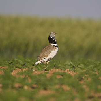 Outarde canepetière posée dans un champ de tournesols