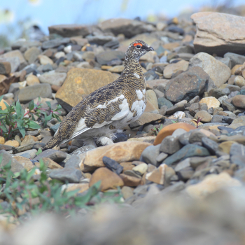 Lagopède alpin dans les rochers