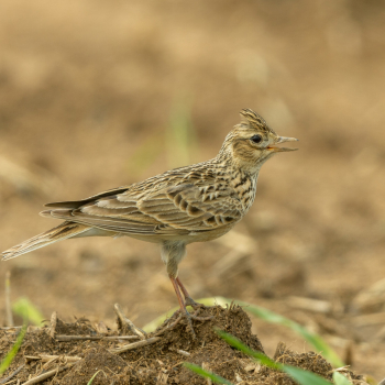 Alouette des champs en train de chanter
