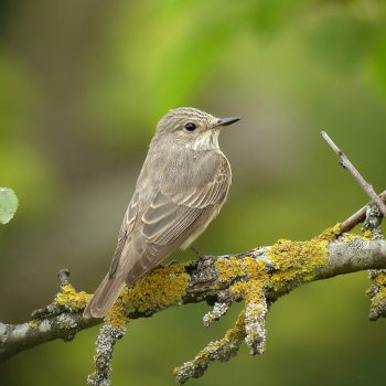 Gobemouche gris posé sur une branche