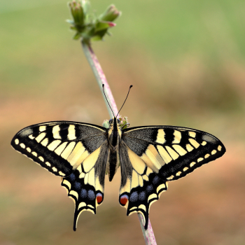 Machaon