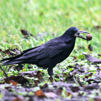 Corbeau freux