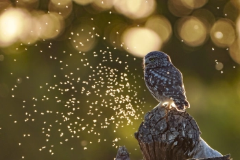 Chevêche d'Athéna posée sur une souche au crépuscule, entourée d'une nuée de moucherons pris dans la lumière