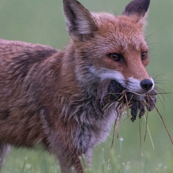 Renard roux qui revient de la chasse avec plein de rongeurs dans la gueule