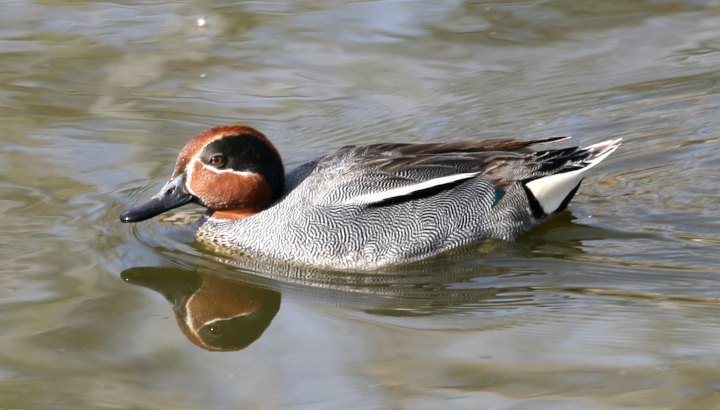Sarcelle d'hiver (Anas crecca) © Nicolas Macaire / LPO