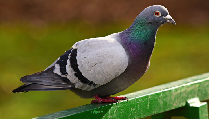 Pigeon biset sur un banc, en ville