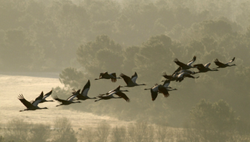 atlas-des-oiseaux-migrateurs-et-hivernants-d-aquitaine