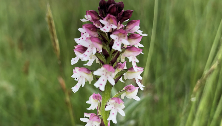 Orchis brûlé (Neotinea ustulata) © Nicolas Macaire / LPO