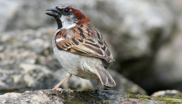 Moineau domestique © Alain Bloquet