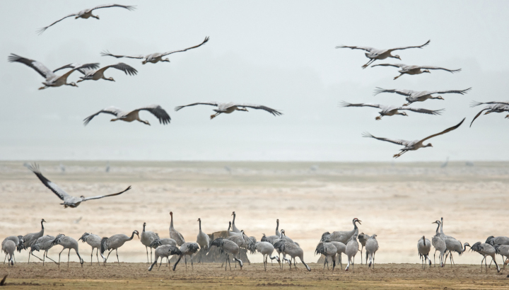 Envol de grues cendrées.