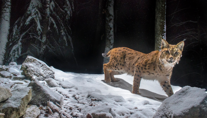 lynx dans la neige