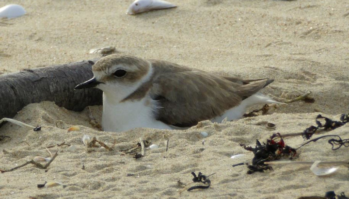 Gravelot à collier interrompu nichant dans le sable