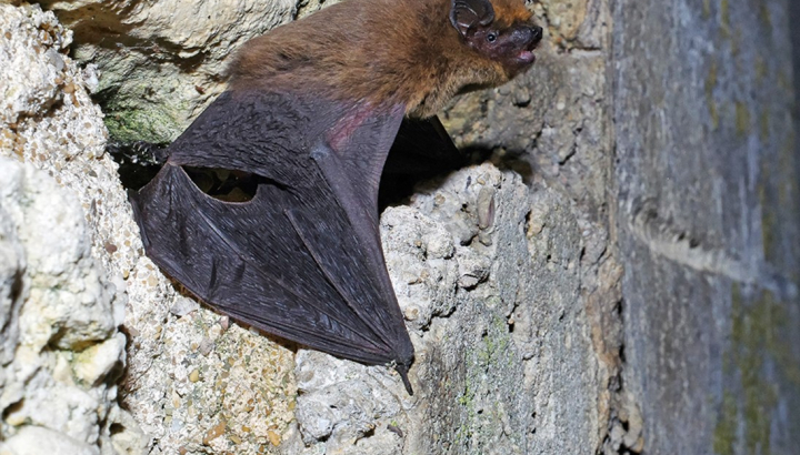 Pipistrelle commune