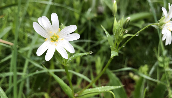 Stellaire holostée (Stellaria holostea) © Nicolas Macaire / LPO