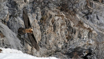 Gypaète barbu en vol