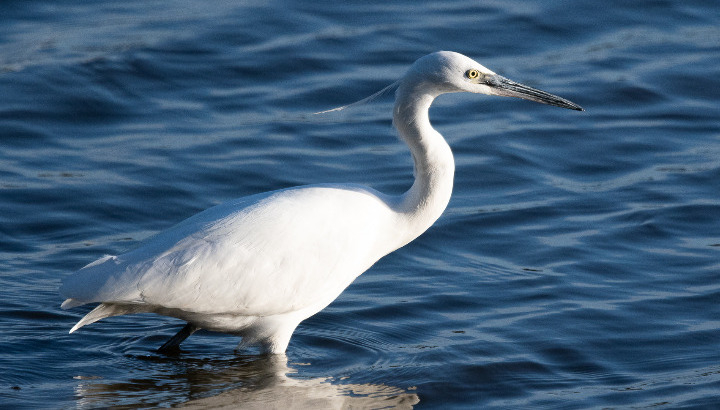 Aigrette Garzette