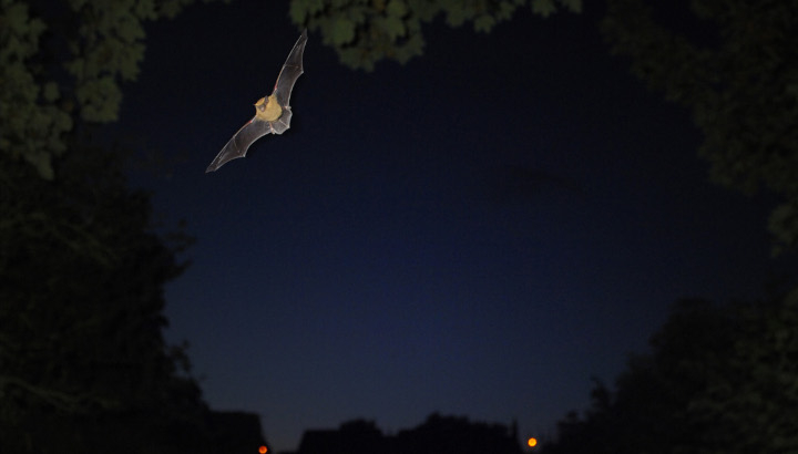 Pipistrelle commune (pipistrellus pipistrellus) en vol de nuit