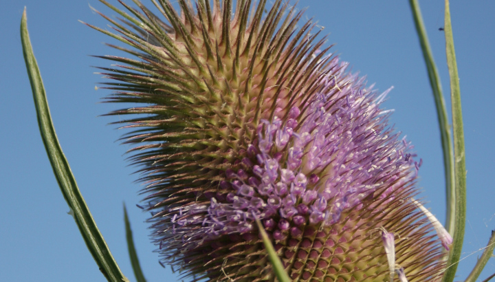 Cardère commune (Dipsacus fullonum) © Nicolas Macaire / LPO