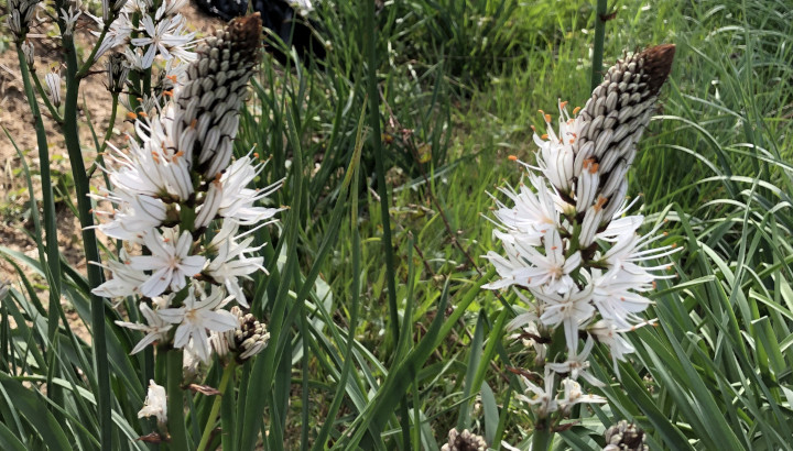 Asphodèle blanc (Asphodelus albus) © Nicolas Macaire / LPO