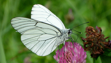 Papillon Gazé posé sur une fleur