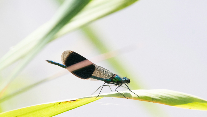 Calopteryx éclatant ©Olivier Retail