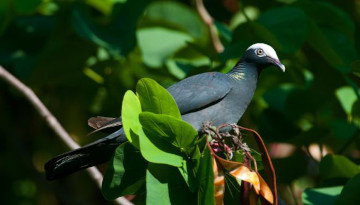 Pigeon à couronne blanche