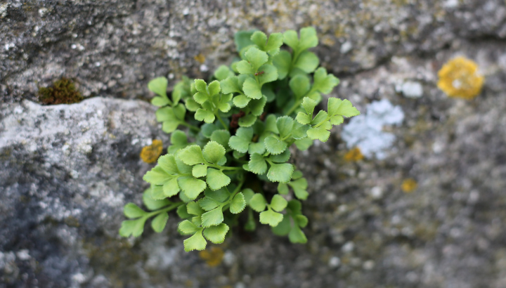 Rue des murailles (Asplenium ruta-muraria) © Nicolas Macaire / LPO