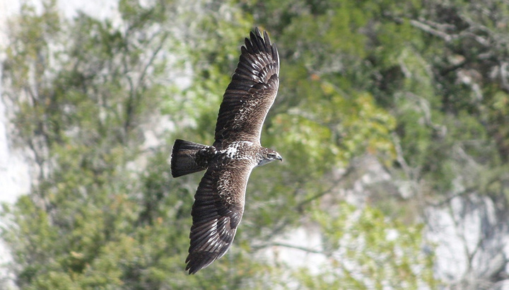 Aigle de Bonelli