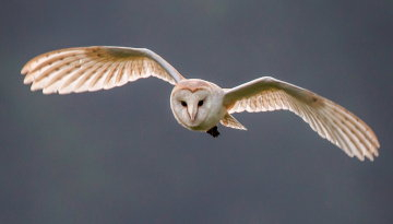 Effraie des clochers de face en vol dans le ciel les ailes déployées