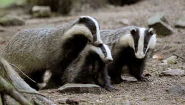 Famille paisible de blaireau dans un bois