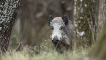 Sanglier à l'arrêt à demi caché derrière un arbre