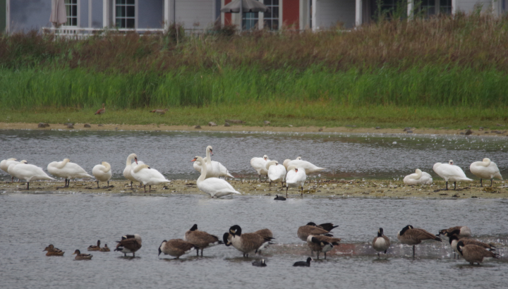Balbuzard pêcheur