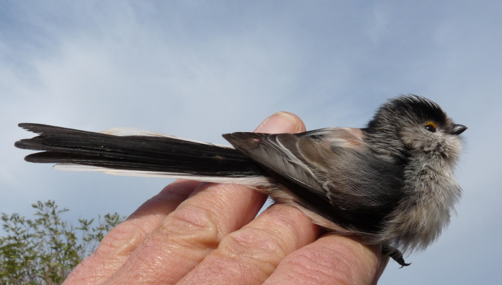Le baguage des oiseaux, un outil de la connaissance-Mésange (Orite) à longue queue en main