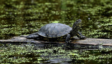 Cistudes d'Europe (Emys orbicularis) © Nicolas Macaire / LPO