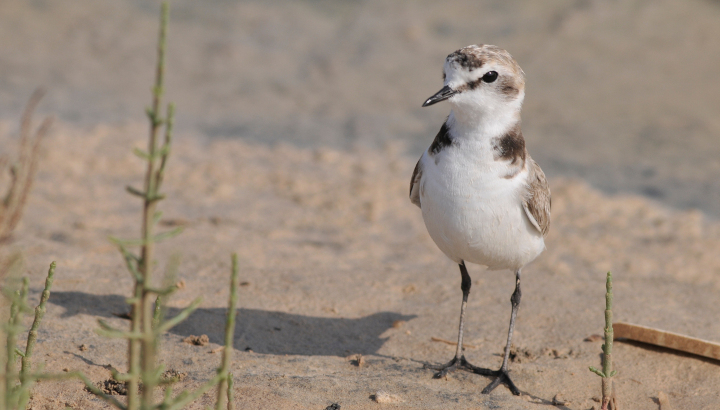 Gravelot à collier interrompu dans le sable