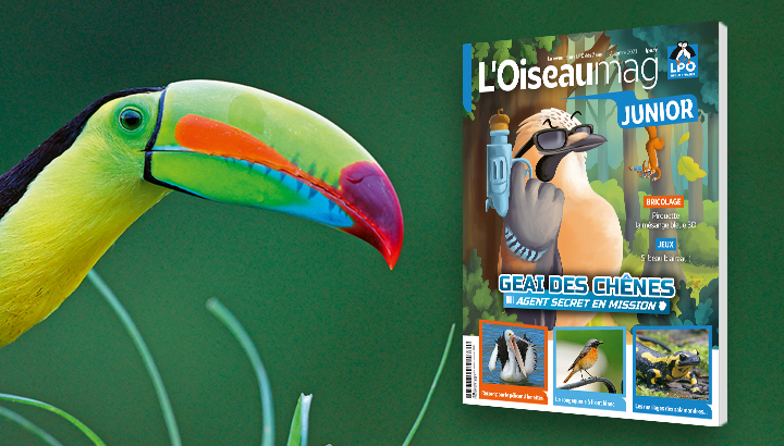 Couverture du magazine OISEAU MAG JUNIOR n°52