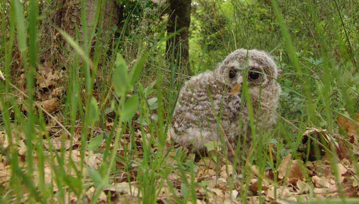 Jeune Chouette hulotte au sol cachée dans les herbes hautes au pied d'un arbre