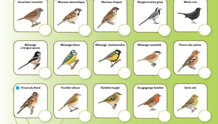Fiche « observatoire des oiseaux des jardins » (quadrilingue)