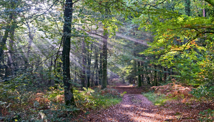 Sous-bois en automne © Jean-Jacques Carlier