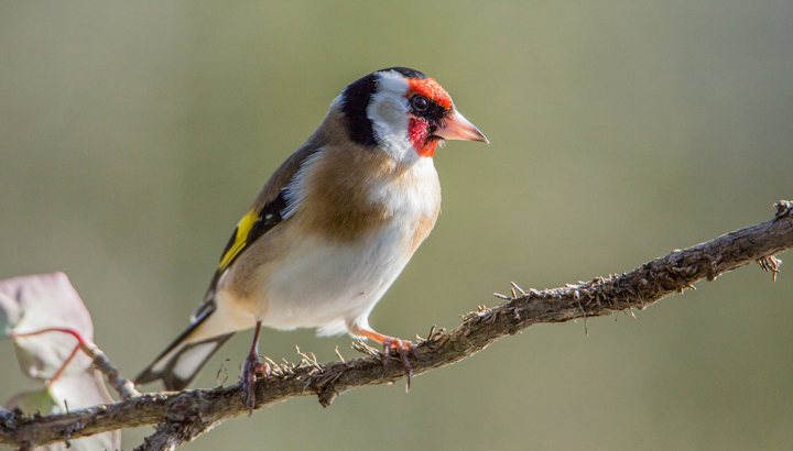 Chardonneret élégant © Alain Lorieux
