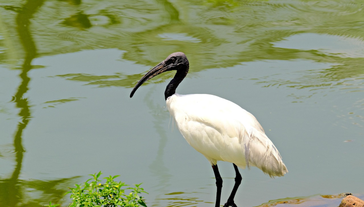Ibis sacré