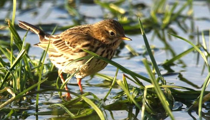 Pipit farlouse