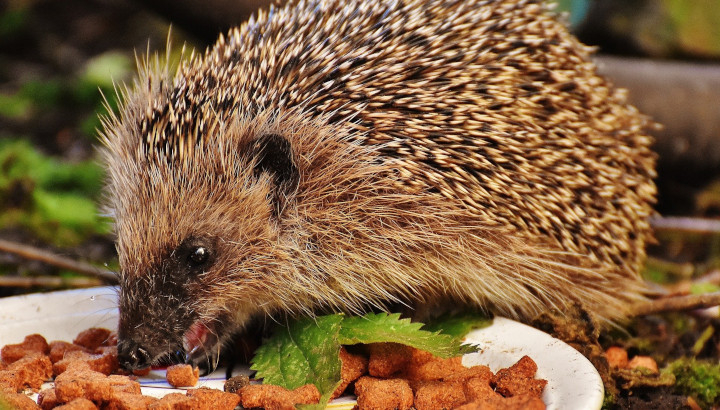 Hérisson d'Europe mangeant des croquettes dans une assiette