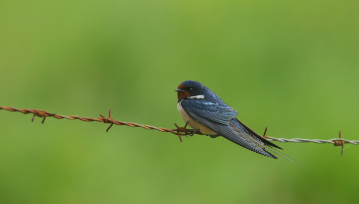 Hirondelle rustique