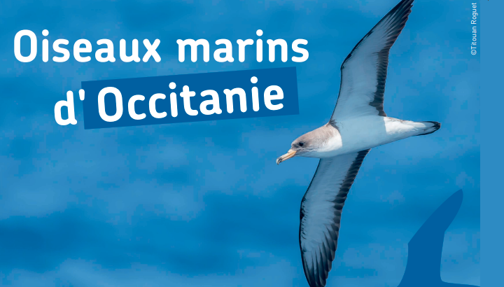 extrait couverture "oiseaux marins d'Occitanie"