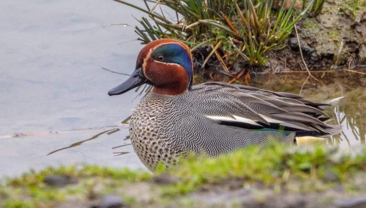 Sarcelle d'hiver @JB