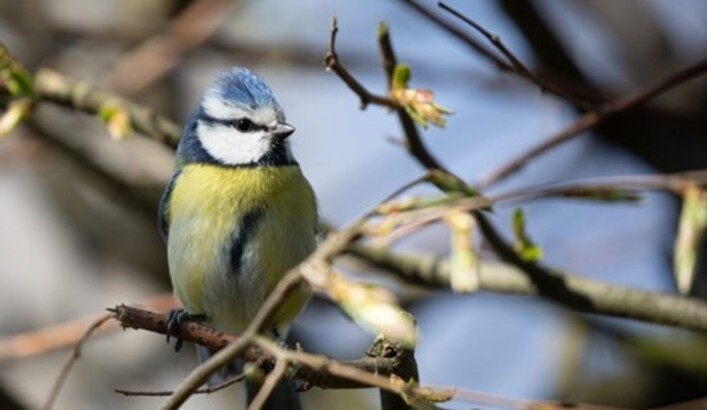 Mésange bleue