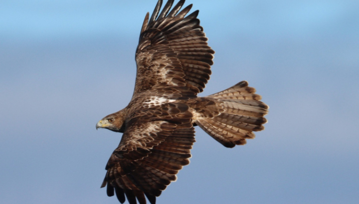 Aigle de Bonelli photo Patrice Rolli