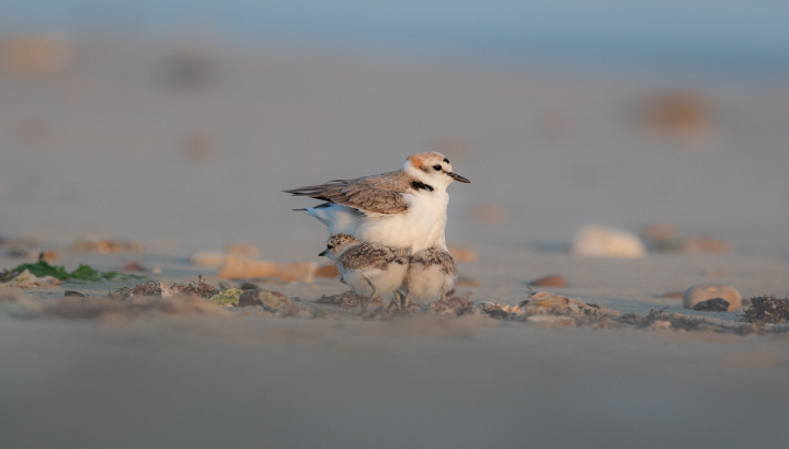 Gravelot à collier interrompu et ses petits dans le sable